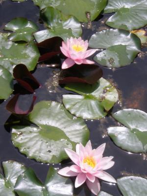 Einige konkrete Projekte der Brenner-Managementberatung